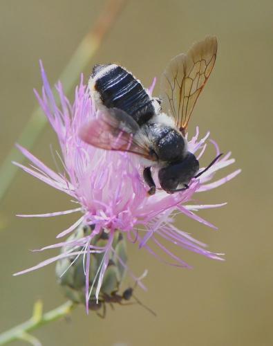 Réf. 237 350 : Megachile albisecta